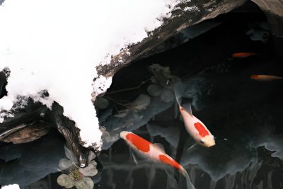 Pond filters.